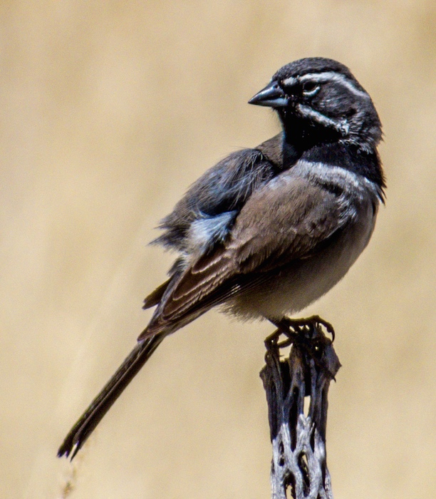 Black-throated_Sparrow